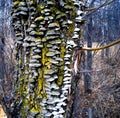 ÃÂ¢Ãâ¬ÃÂ°ÃÂ¼ÃÂµÃâÃÂµÃÂ Ãâ¬ÃÂ°ÃÂ·ÃÂ½ÃÂ¾Ãâ ÃÂ²ÃÂµÃâÃÂ½Ãâ¹ÃÂ¹ Trametes versicolor